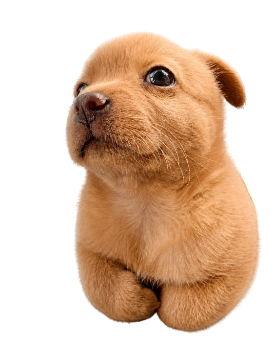 Собака